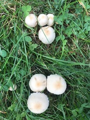 Candolleomyces candolleanus