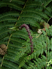 Anthurium cuspidatum