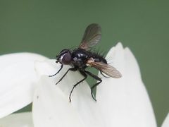 Phania funesta