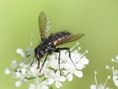 Rhinomorinia sarcophagina