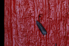 Neofaculta infernella