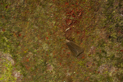 Acompsia cinerella