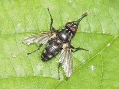 Rhinomorinia sarcophagina