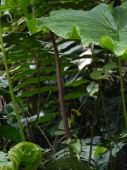 Anthurium cuspidatum
