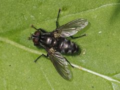 Rhinomorinia sarcophagina