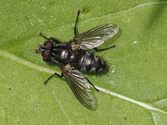 Rhinomorinia sarcophagina