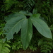 Passiflora emarginata - Photo (c) Nate Hartley, some rights reserved (CC BY-NC), uploaded by Nate Hartley
