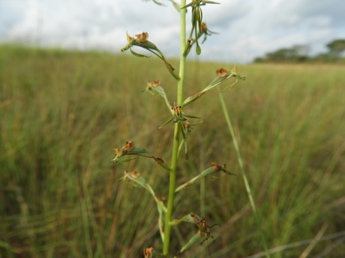 Habenaria cataphysema