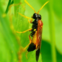 Tenthredo campestris