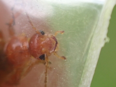 Cantharis rufa