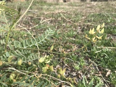 Astragalus deanei