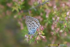 Plebejus bellieri villai
