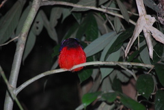 Erythropitta ussheri