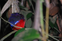 Erythropitta ussheri