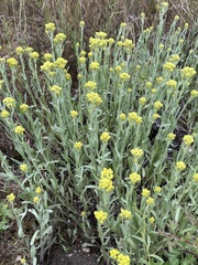 Helichrysum arenarium