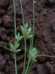 Cyperus squarrosus