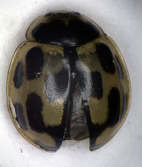 Propylea quatuordecimpunctata