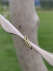 Yponomeuta evonymella