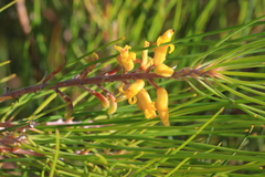 Persoonia saccata