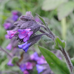 Pulmonaria longifolia