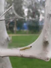 Yponomeuta evonymella