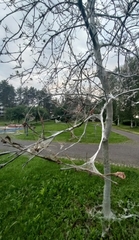 Yponomeuta evonymella