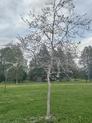 Yponomeuta evonymella