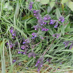Pulmonaria longifolia