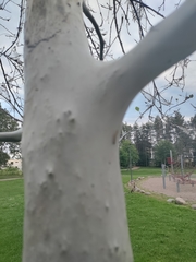 Yponomeuta evonymella