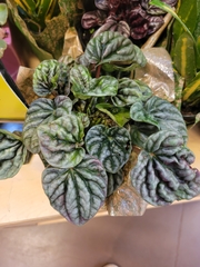 Peperomia caperata