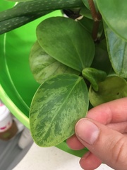 Peperomia