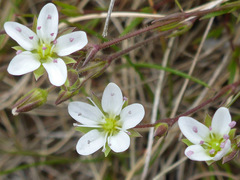 Sabulina verna