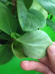 Peperomia