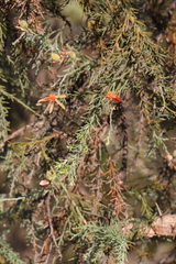 Jacksonia furcellata