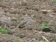 Burhinus superciliaris