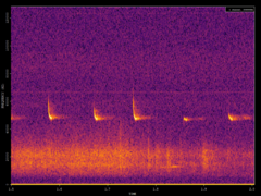 Pipistrellus pipistrellus