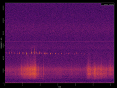 Pipistrellus pipistrellus