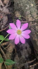 Sabatia dodecandra foliosa
