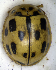 Propylea quatuordecimpunctata