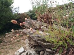 Sanguisorba minor muricata