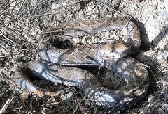 Crotalus ravus brunneus
