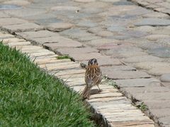 Zonotrichia capensis