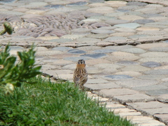 Zonotrichia capensis