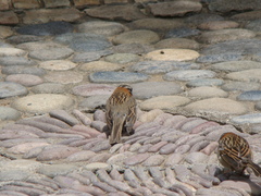 Zonotrichia capensis