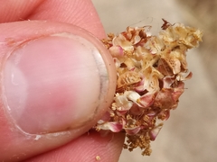 Sanguisorba minor muricata