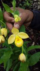 Cypripedium molle