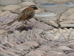 Zonotrichia capensis