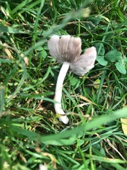 Candolleomyces candolleanus