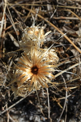 Podotheca gnaphalioides