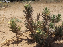 Ajuga iva